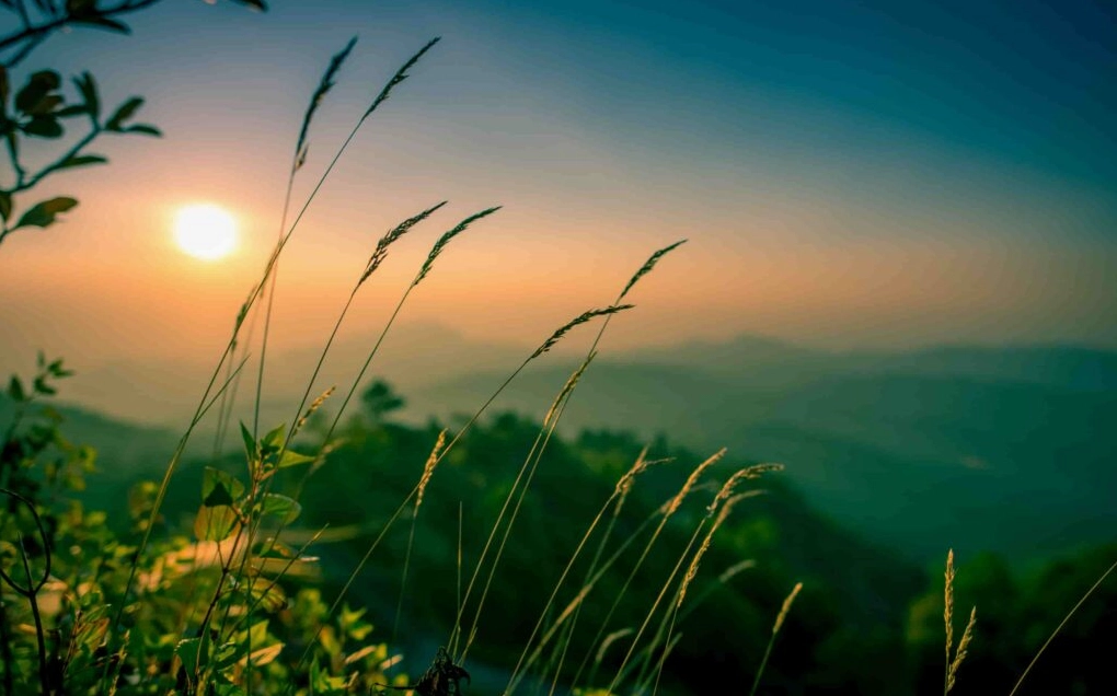 Cánh đồng sen Đồng Tháp Mười - Cảnh đẹp thiên nhiên trữ tình