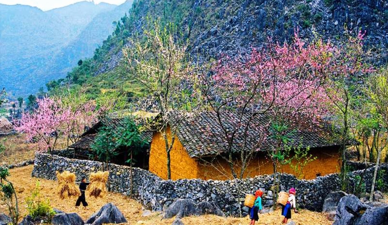 Mùa hoa tam giác mạch rực rỡ tại Hà Giang