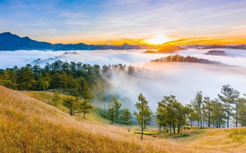 Rừng thông Yên Minh xanh mướt