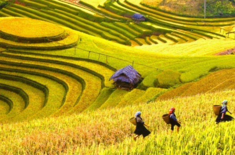 Ruộng bậc thang Hoàng Su Phì - kiệt tác của du lịch Hà Giang