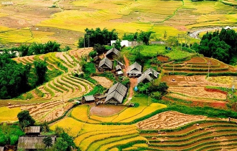 Ruộng bậc thang Mường Hoa mùa lúa chín