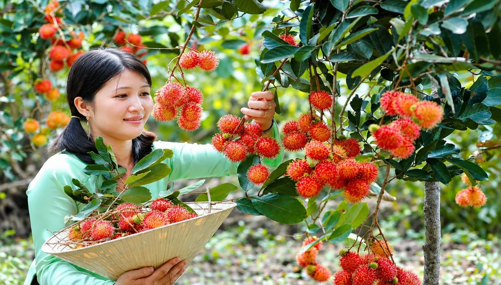 Vườn trái cây trĩu quả tại Cần Thơ