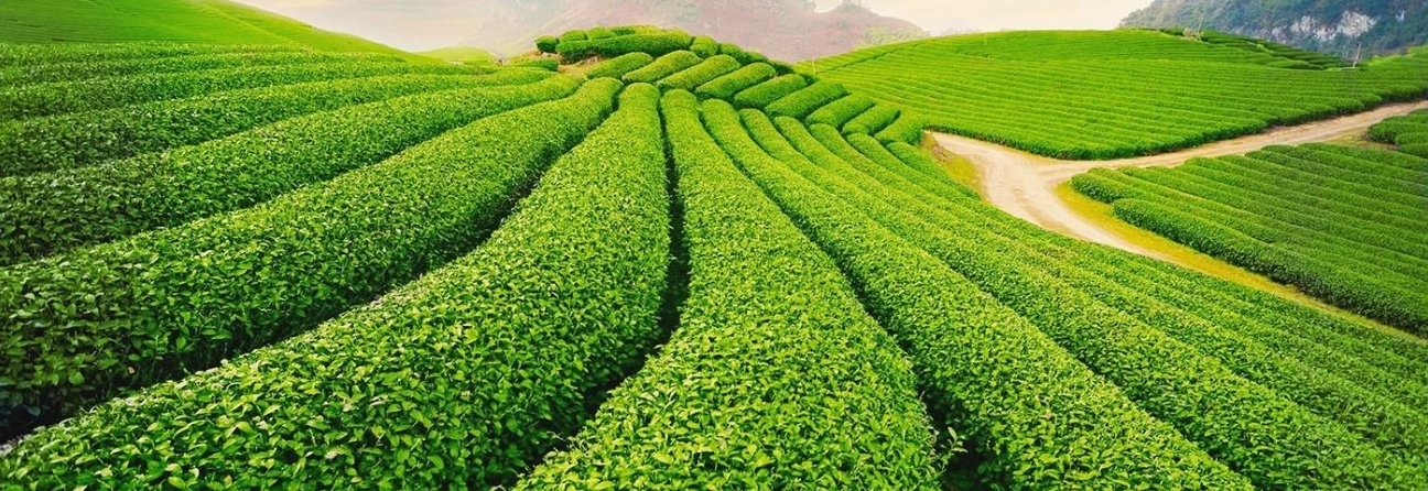 Bảo Lộc Có Gì Chơi? Khám Phá Thiên Đường Nghỉ Dưỡng 2026