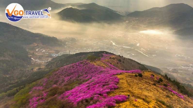 Biển hoa đỗ quyên tím hồng bạt ngàn trải dài tới chân trời