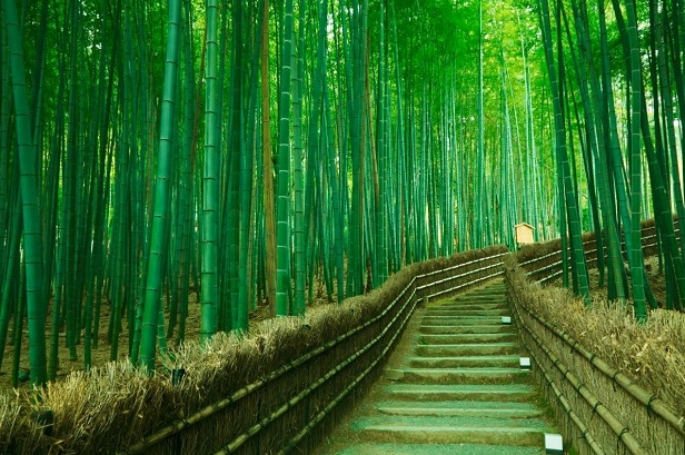 Cảnh đẹp Nhật Bản - Rừng tre Arashiyama