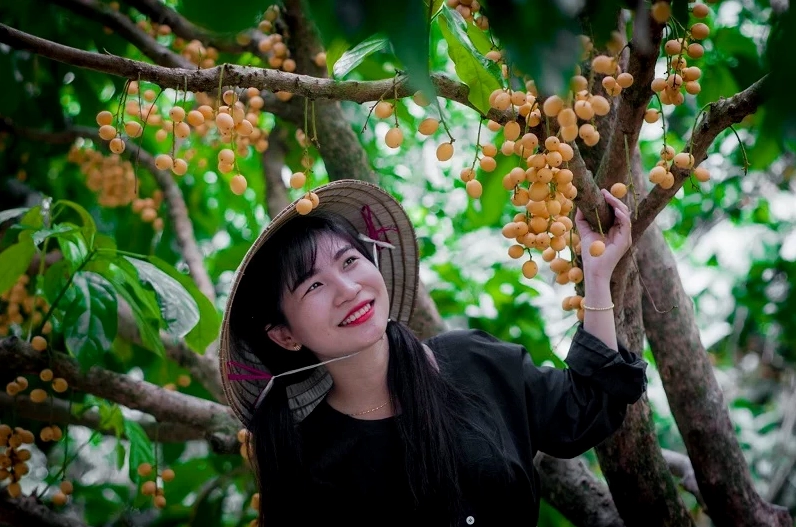 Cánh đồng cao su tại Làng Dầu Tiếng, Tây Ninh