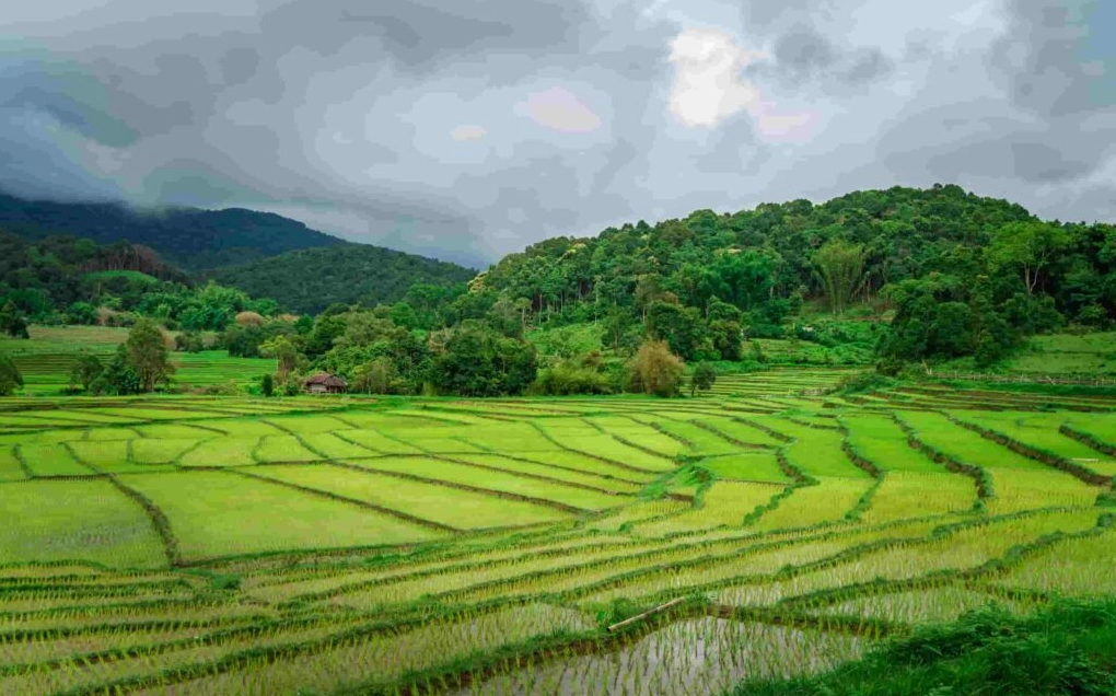 Cảnh thiên nhiên đẹp mùa xuân với cây cối đâm chồi nảy lộc