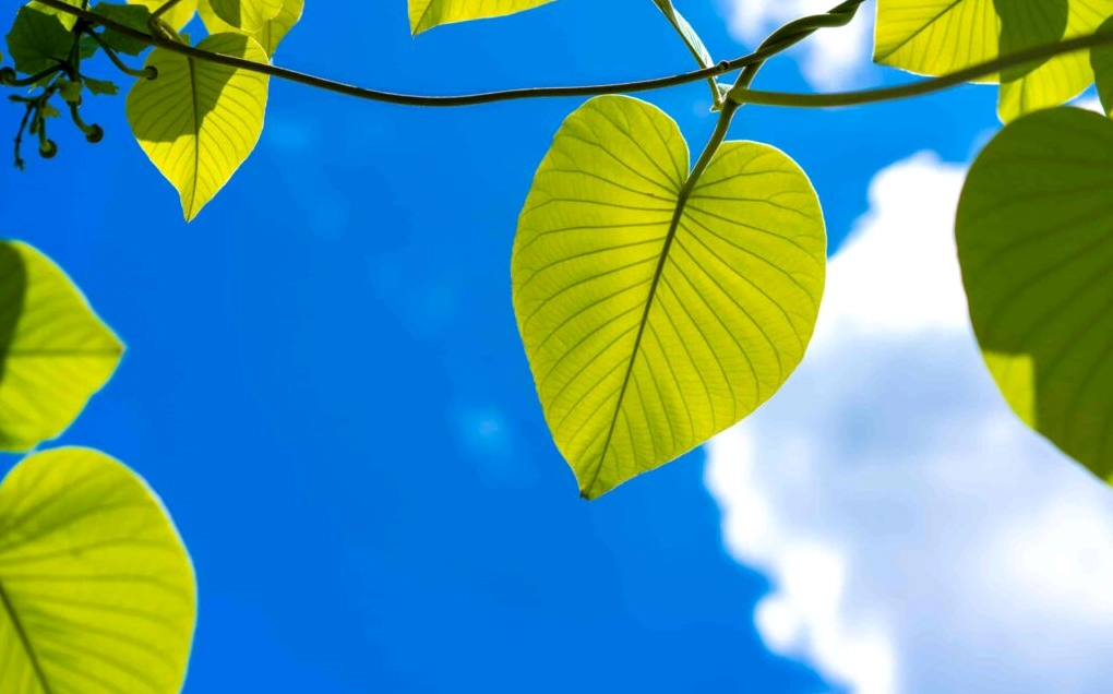 Cảnh thiên nhiên đẹp với thác nước hùng vĩ đổ xuống giữa rừng cây xanh mát