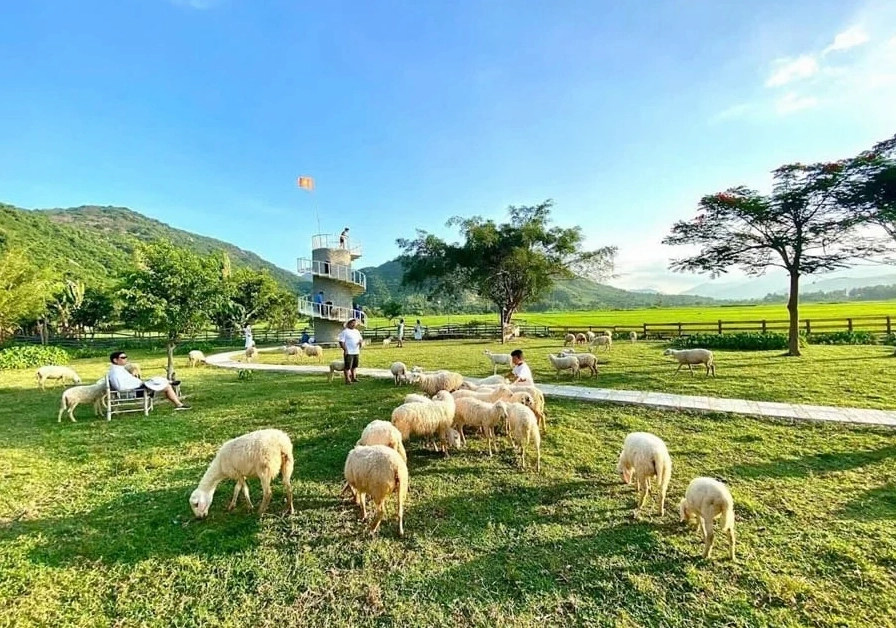 Đàn cừu trắng muốt trên cánh đồng xanh mướt tại Đồng Cừu An Hòa, Ninh Thuận