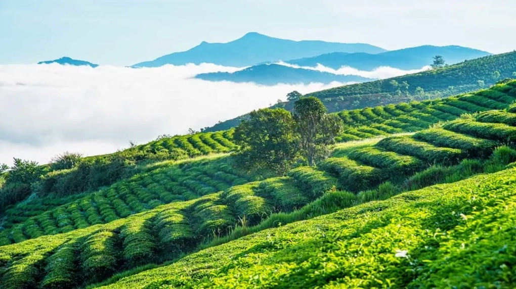 Đồi Chè Cầu Đất Đà Lạt