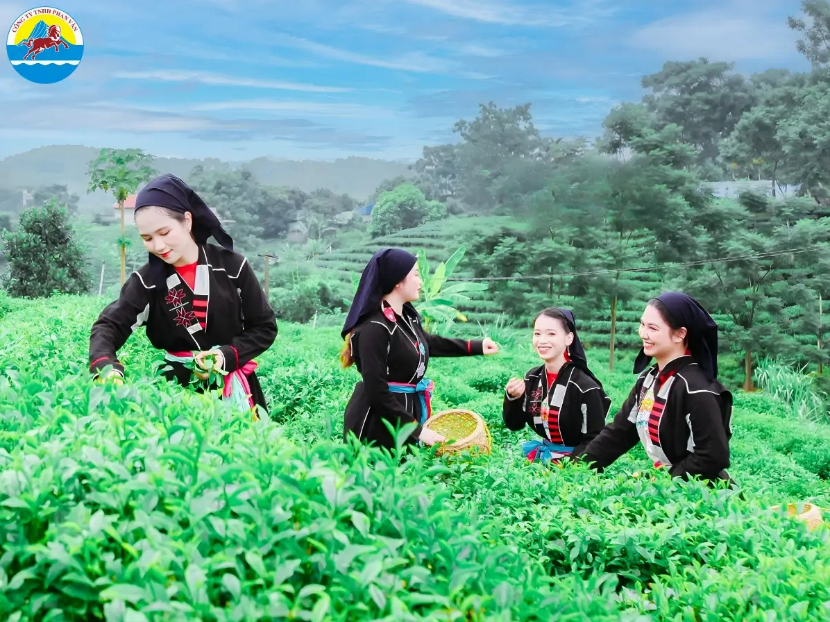 Đồi chè Tân Cương - Biểu tượng của Thái Nguyên