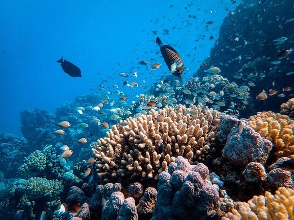 Du khách lặn ngắm san hô đa dạng tại vùng biển Đảo Yến, Nha Trang.