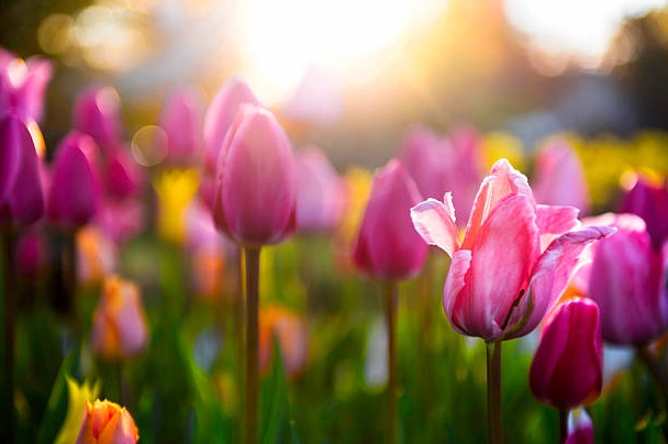 Hoa tulip mùa xuân