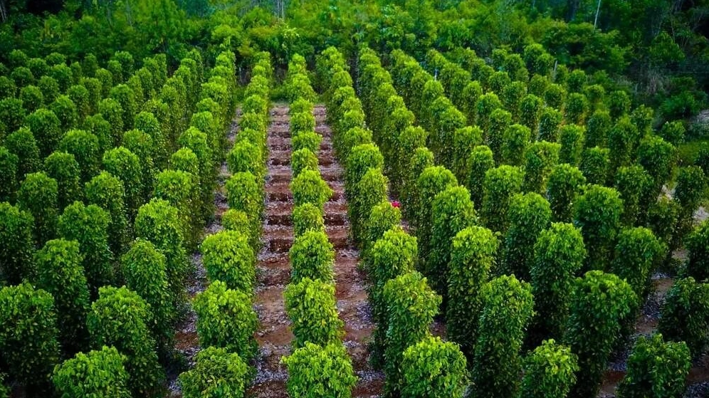 Khám phá vườn tiêu xanh mướt tại Phú Quốc