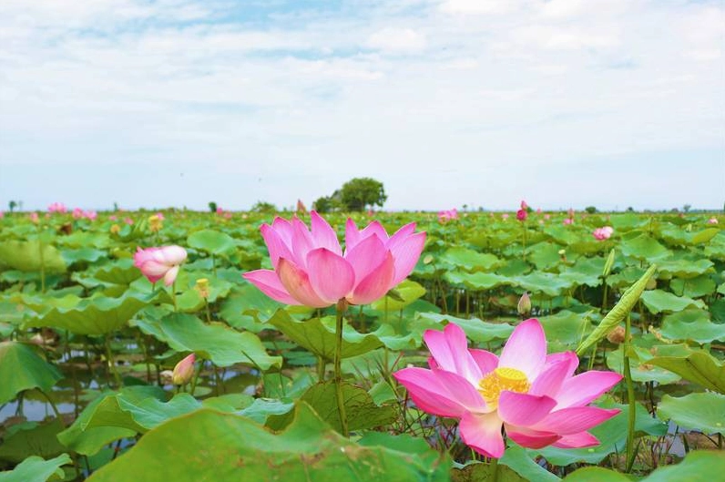 Làng Sen Quê Bác - nơi tìm về cội nguồn.
