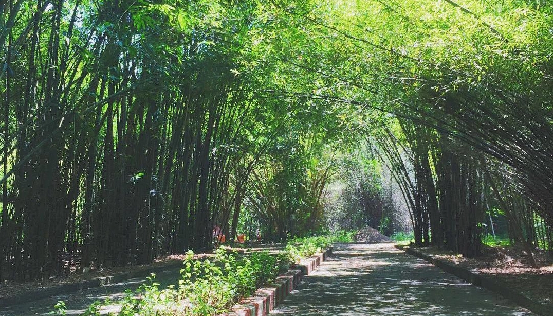 Làng Tre Phú An - điểm đến thiên nhiên khi khám phá Bình Dương có gì chơi.