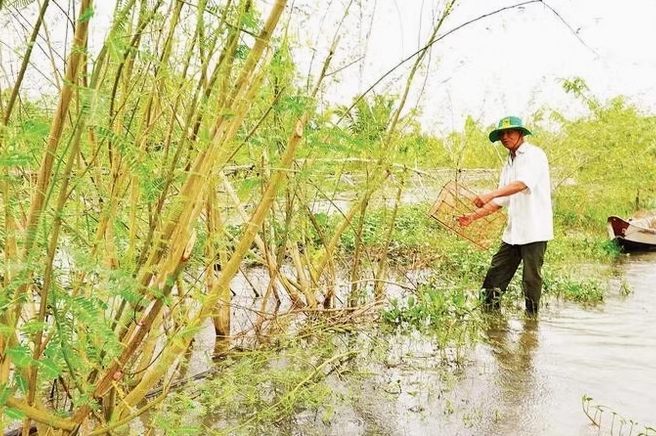Mô hình nuôi cá đồng trong khu du lịch sinh thái