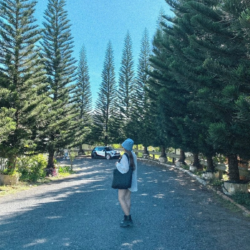 Một con đường đẹp ở Đà Lạt