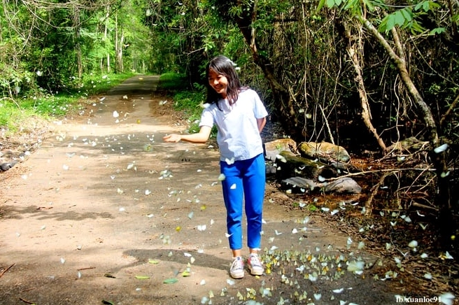 Mùa bươm bướm rực rỡ tại Vườn Quốc gia Cát Tiên