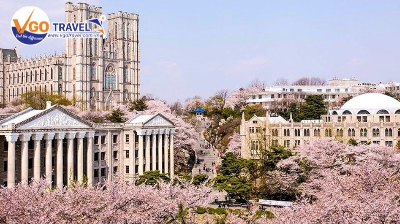 Mùa xuân khoe nét đẹp trầm lắng và sang trọng nhất tại Đại học Kyung Hee