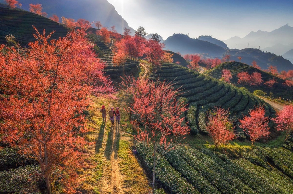 Những luống chè xanh mướt tại Đồi chè Ô Long Sapa