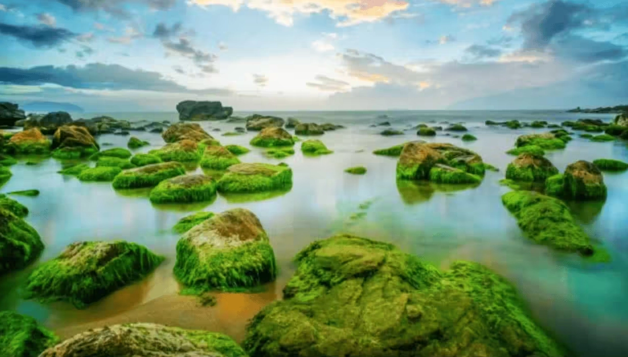 Rạn Nam Ô Đà Nẵng