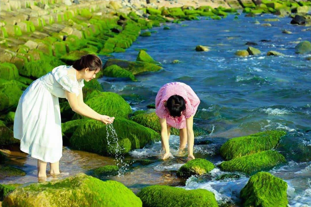 Rêu xanh bám kín kè chắn sóng Xóm Rớ, Phú Yên
