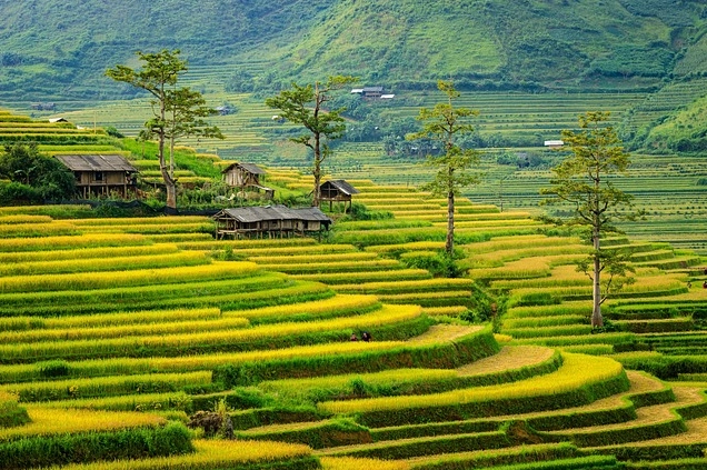 Ruộng bậc thang Mù Cang Chải mùa lúa chín