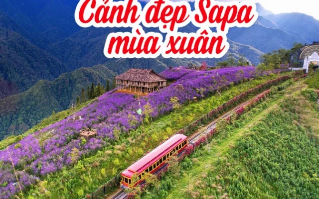 Sapa Mùa Xuân 2026: Bức Tranh Thiên Nhiên Rực Rỡ Khó Cưỡng