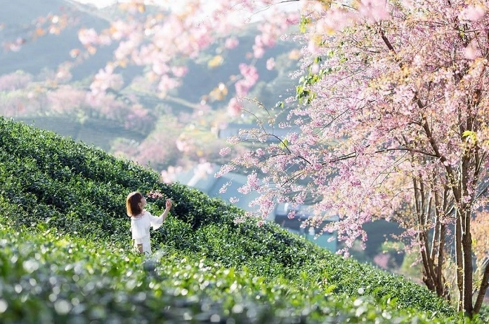 Sapa mùa xuân có hoa đào hồng rực