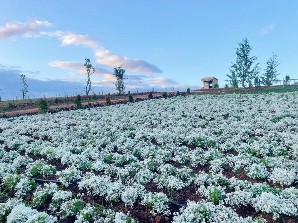 The Florest Hoa Trong Rừng giữa thung lũng hoa Đà Lạt